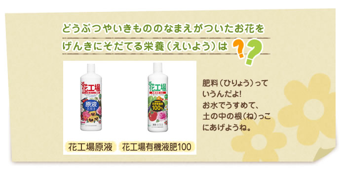 葉っぱをげんきにそだてる栄養(えいよう)は?
肥料っていうんだよ! お水でうすめて、土の中の根(ね)っこあげようね。