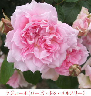 ガブリエル