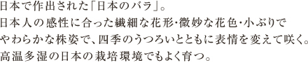 日本人の感性に合った花形・花色・株姿で、四季のうつろいとともに表情を変えて咲く。日本で作出された「日本のバラ」。