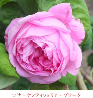 ジャック・カルチェ