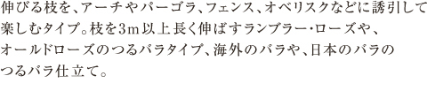 枝を長く伸ばし、アーチやパーゴラ、フェンスに沿わせて楽しむタイプ。枝を3m以上長く伸ばすランブラー・ローズなど（主に一季咲き）、