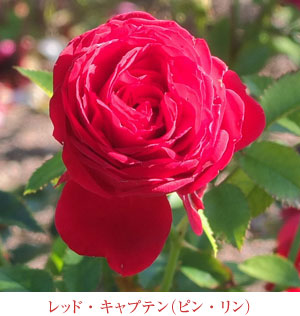 ピェール・ドゥ・ロンサール