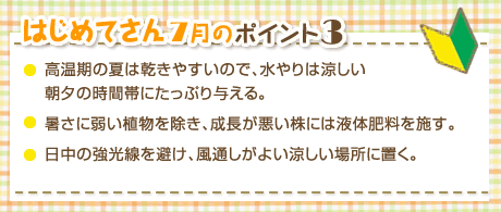 はじめてさん7月のポイント3 ・高温期の夏は乾きやすいので、水やりは涼しい朝夕の時間帯にたっぷり与える。・暑さに弱い植物を除き、成長が悪い株には液体肥料を施す。・日中の強光線を避け、風通しがよい涼しい場所に置く。