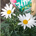 元気な花苗を買いましょう