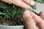 鉢土に生える雑草もチェック