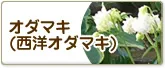 オダマキ(西洋オダマキ）