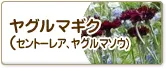 ヤグルマギク（セントーレア、ヤグルマソウ）