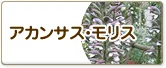 アカンサス・モリス