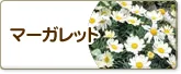 マーガレット