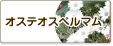 オステオスペルマム