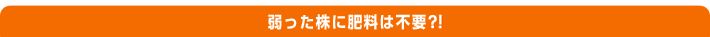 弱った株に肥料は不要!
