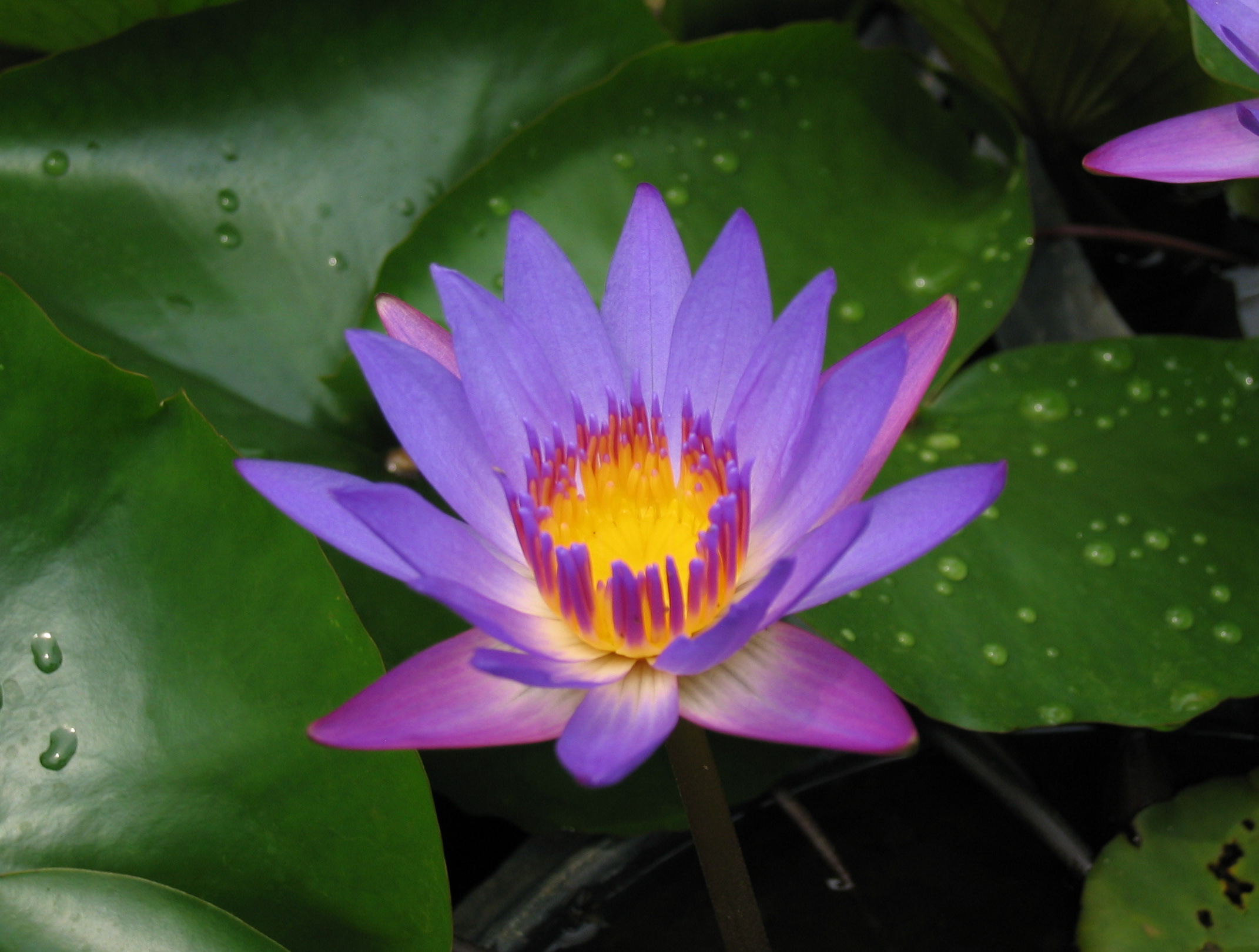 開花1日目