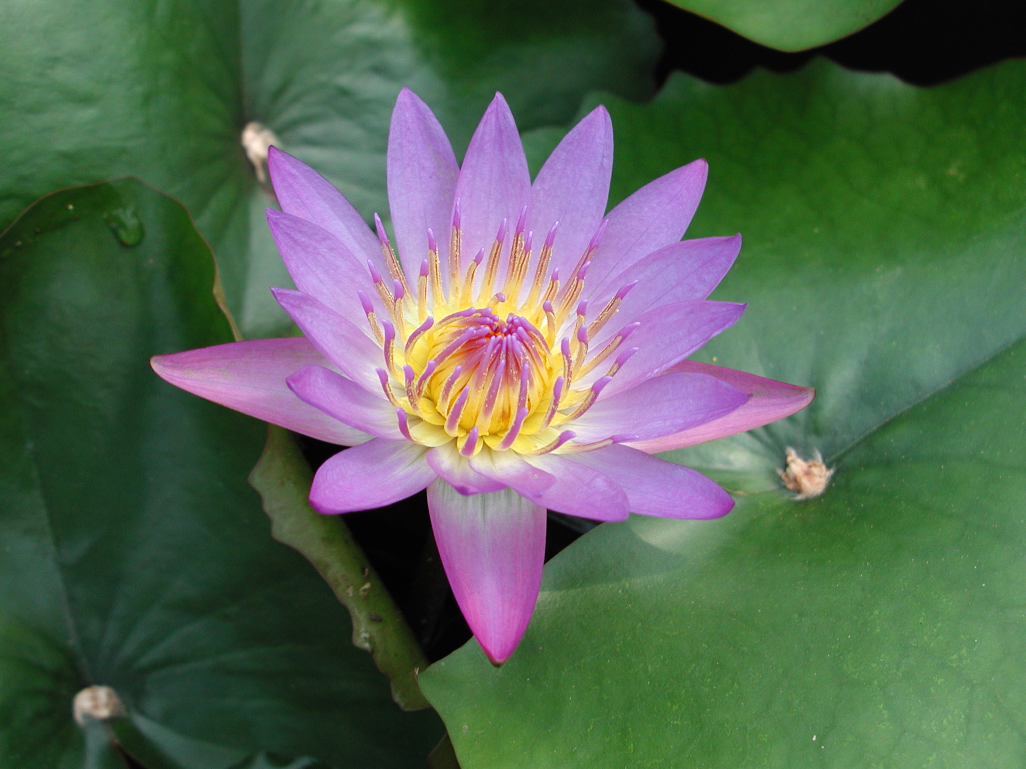 開花2日目