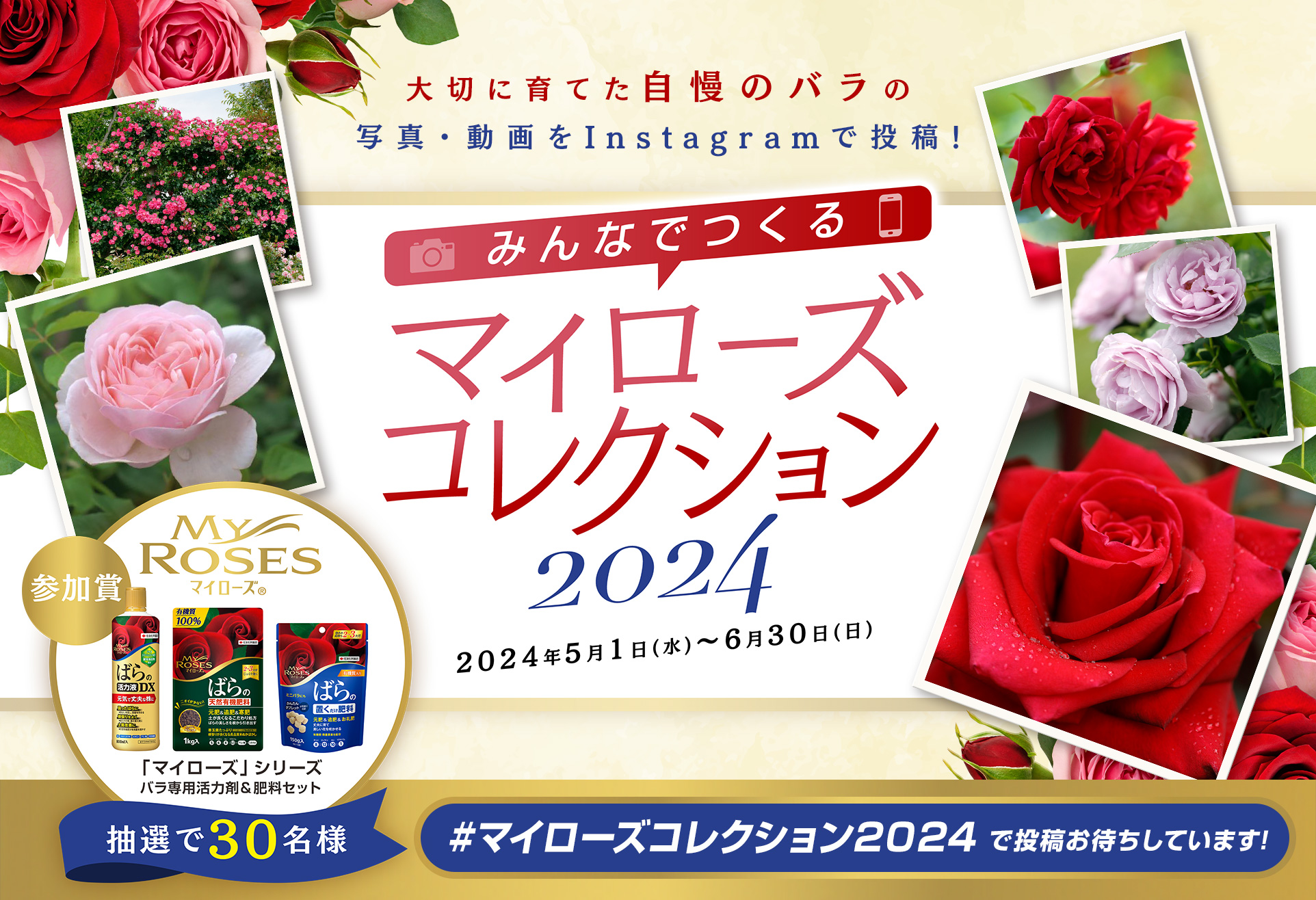 みんなでつくるマイローズコレクション2024