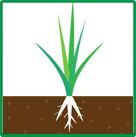 根のイラスト