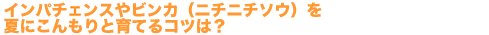 これから長く楽しめるインパチェンスやビンカ（ニチニチソウ）。こんもりと育てるコツは？