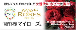 50周年記念花「マイローズ」