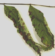 葉焼け(ナナカマドの薬害)