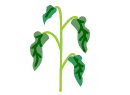 枯れた植物のイラスト