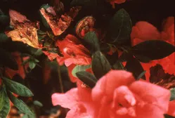 花腐菌核病