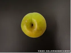 すす斑病