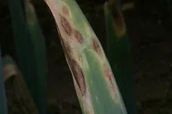 黒斑病