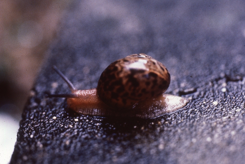カタツムリさま確認用