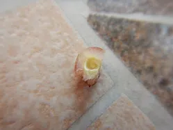 タマバチ