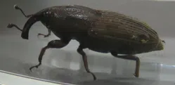 ゾウムシ