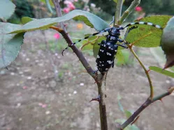 カミキリムシ（成虫）