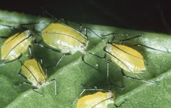 アブラムシについて