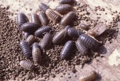 ダンゴムシ【不快害虫】｜KINCHO園芸