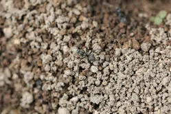 太陽に蟻 大日本除虫菊 KINCHO コンバット 蟻用 駆除剤 アリの巣 退治