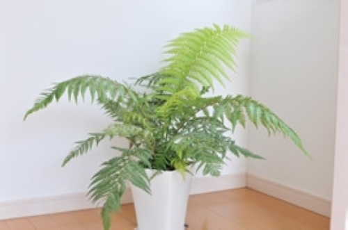 ディクソニアアンタルクティカ極太【B】