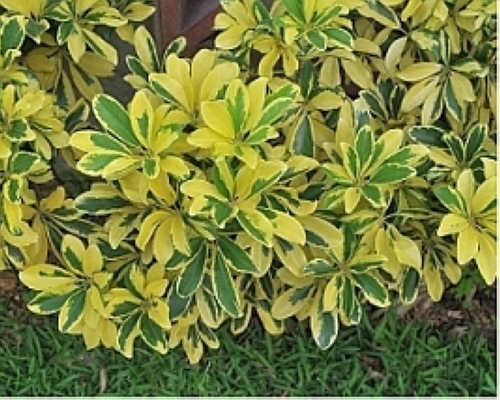 太幹・厳選 斑入りホンコンカポック16（シェフレラ・アルボリコラ）