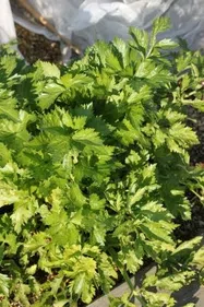 セロリ【地植え】写真