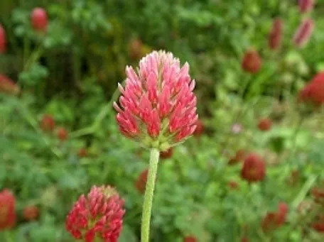 プロが監修】失敗しないストロベリーキャンドルの育て方を伝授