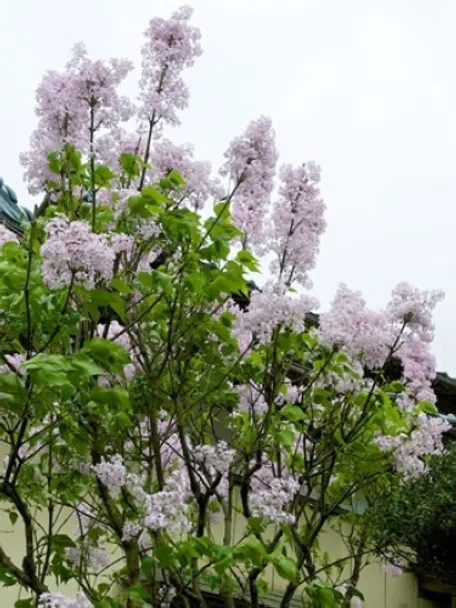 ライラック苗　確認用 楽天市場】ライラック 苗 ブルーの通販