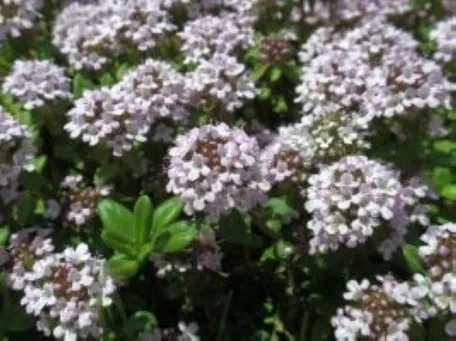 タイム【地植え】の育て方｜KINCHO園芸