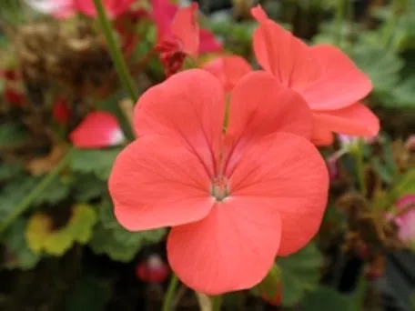 ゼラニウムの育て方｜KINCHO園芸