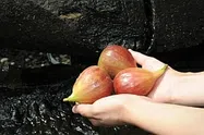 いちじく【地植え】写真