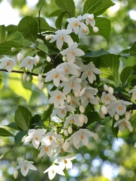 白い花が可愛らしい エゴノキ 283 H2.2m位 エゴ 白い花 落葉樹 自然樹