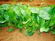 こまつな【地植え】写真