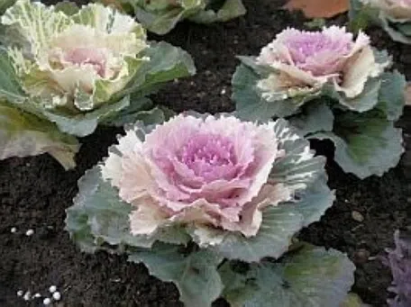 たんぽぽばなな はぼたんの育て方｜KINCHO園芸