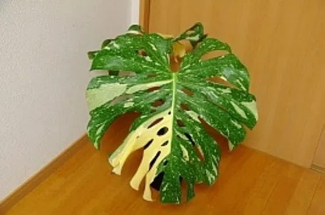 観葉植物の王様！モンステラの育て方