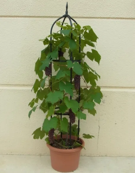 ぶどう【鉢植え】の育て方｜KINCHO園芸