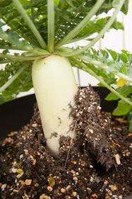 だいこん【鉢植え】写真