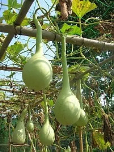 自家栽培ヒョウタン スイスチャード（フダンソウ）の水やり頻度や時間帯は？ | 野菜