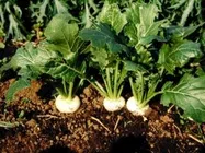 小カブ【地植え】写真