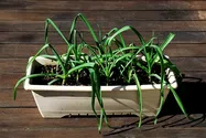 にんにく【鉢植え】写真